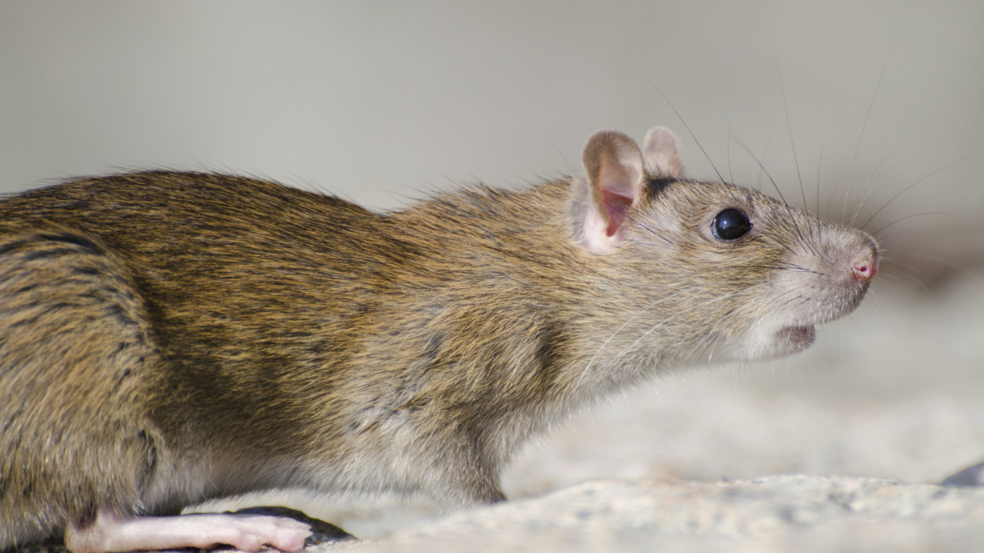 Réaction rapide : que faire en cas de suspicion de rats dans votre bureau IT ?